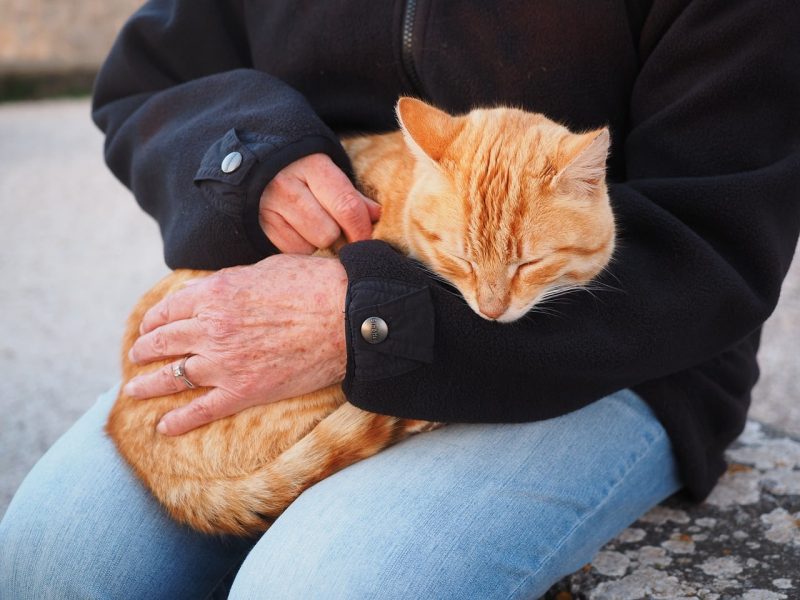 person brushing cat's fur