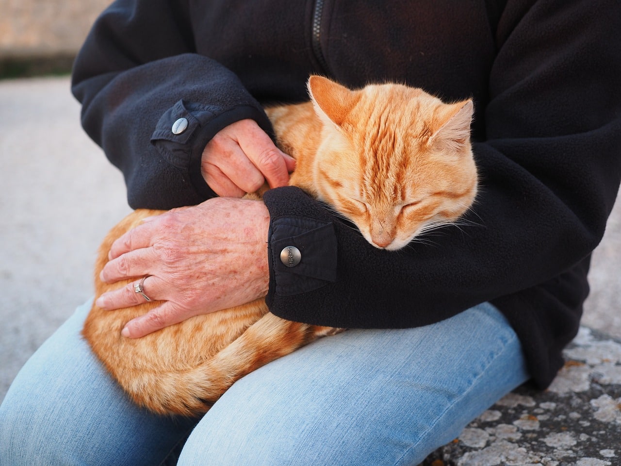 person brushing cat's fur