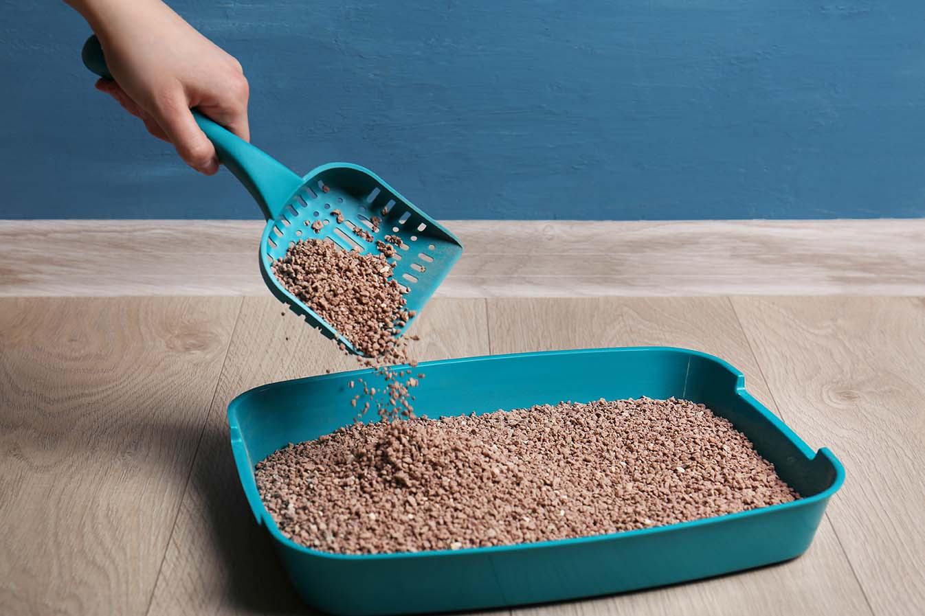 10 Best Dust Free Cat Litters in 2026 - Reviews & Top Picks