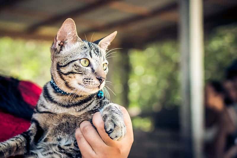 How to Pick Up a Cat the Right Way: Vet-Approved Tips & Tricks
