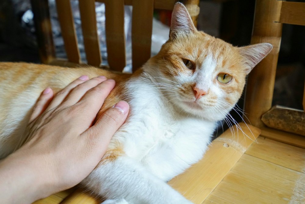 Cat Fostering: 8 Vet-Approved Reasons You Should Consider It