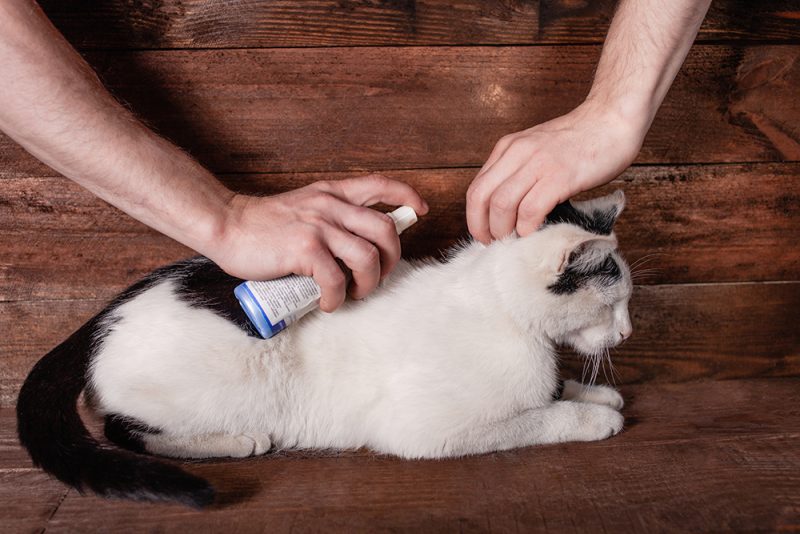 10 Best Cat Colognes in 2026 – Reviews & Top Picks