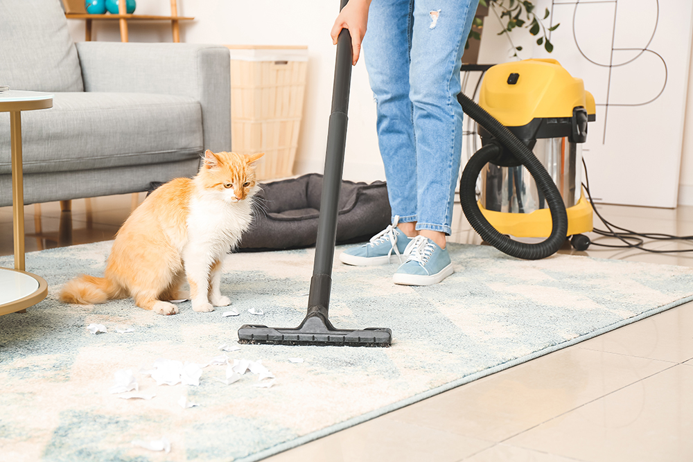 person vacuuming the carpet in front of the cat