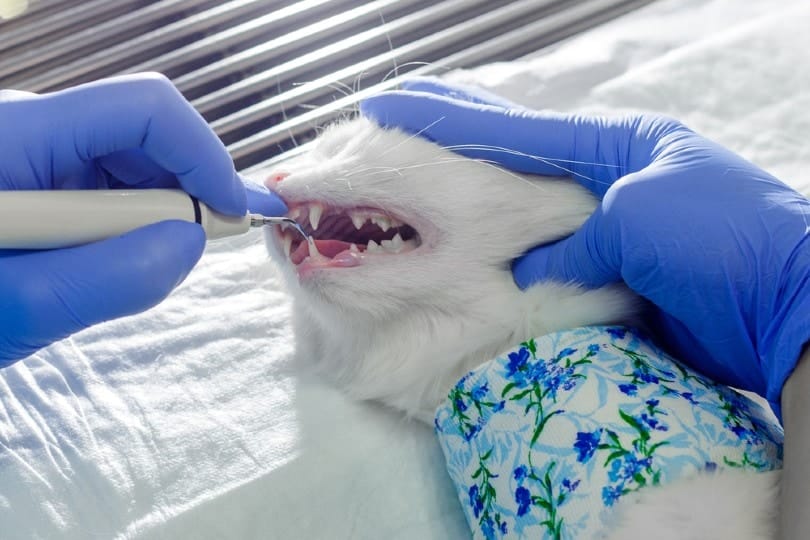 Why Are Cats Anesthetized for Teeth Cleaning? (Vet Answer)
