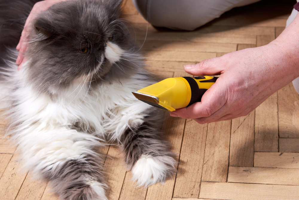 Can Cats Get Razor Burn? Vet-Reviewed Care Facts