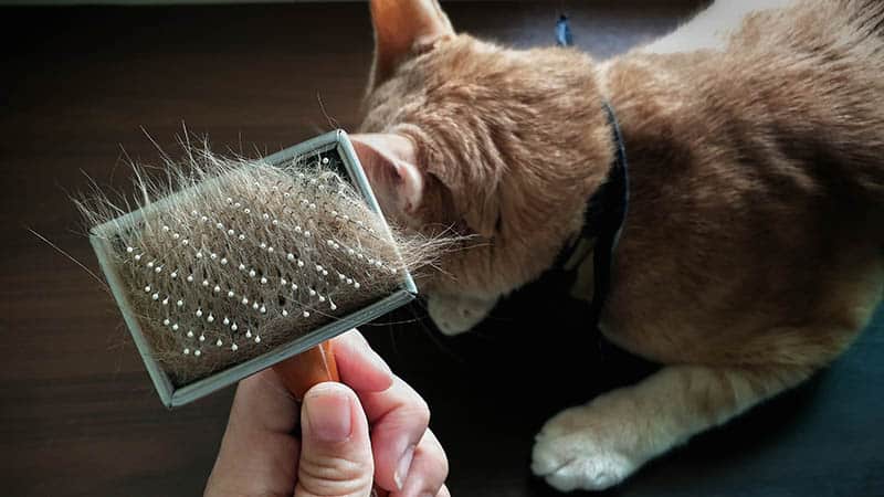 Can Cat Dander Travel Through Vents or Air Ducts? Facts & FAQ