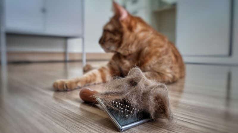 How Long Does Cat Dander Stay on Clothes? Facts & Tips to Reduce It