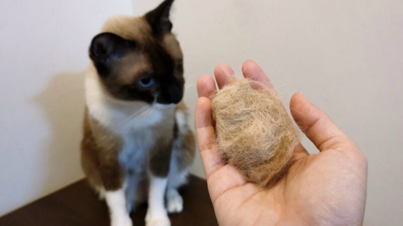 National Hairball Awareness Day 2026: When It Is & How It's Celebrated
