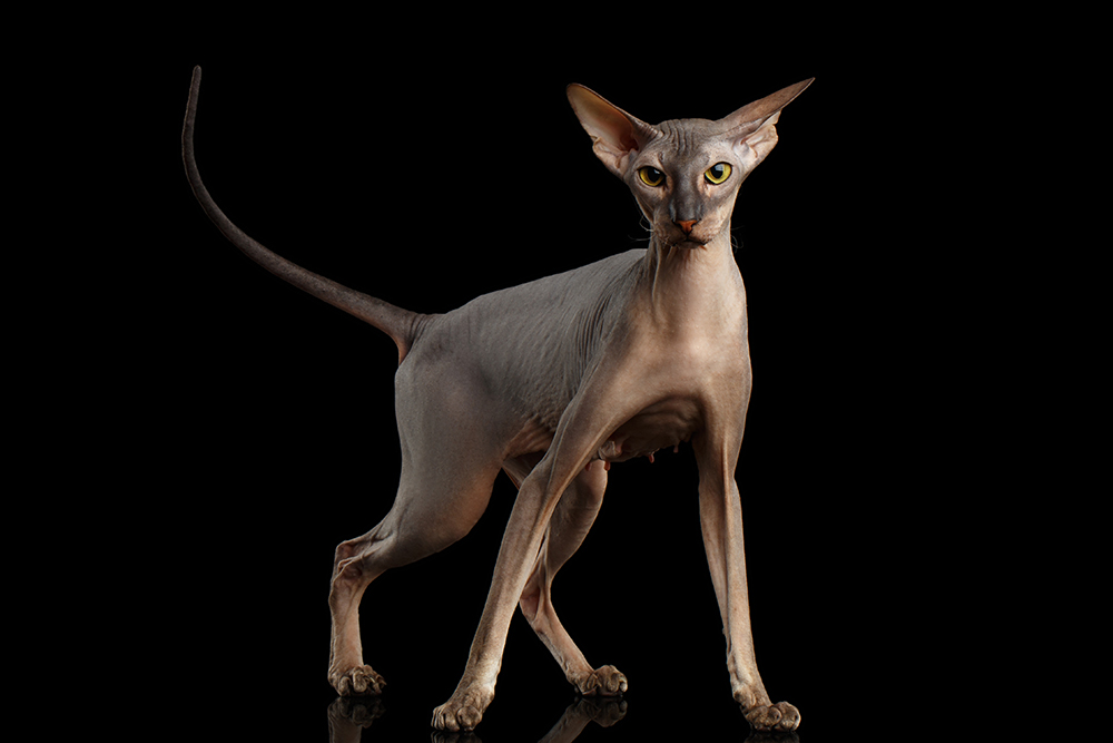20 Weird & Strange-Looking Cat Breeds (With Info & Pictures)