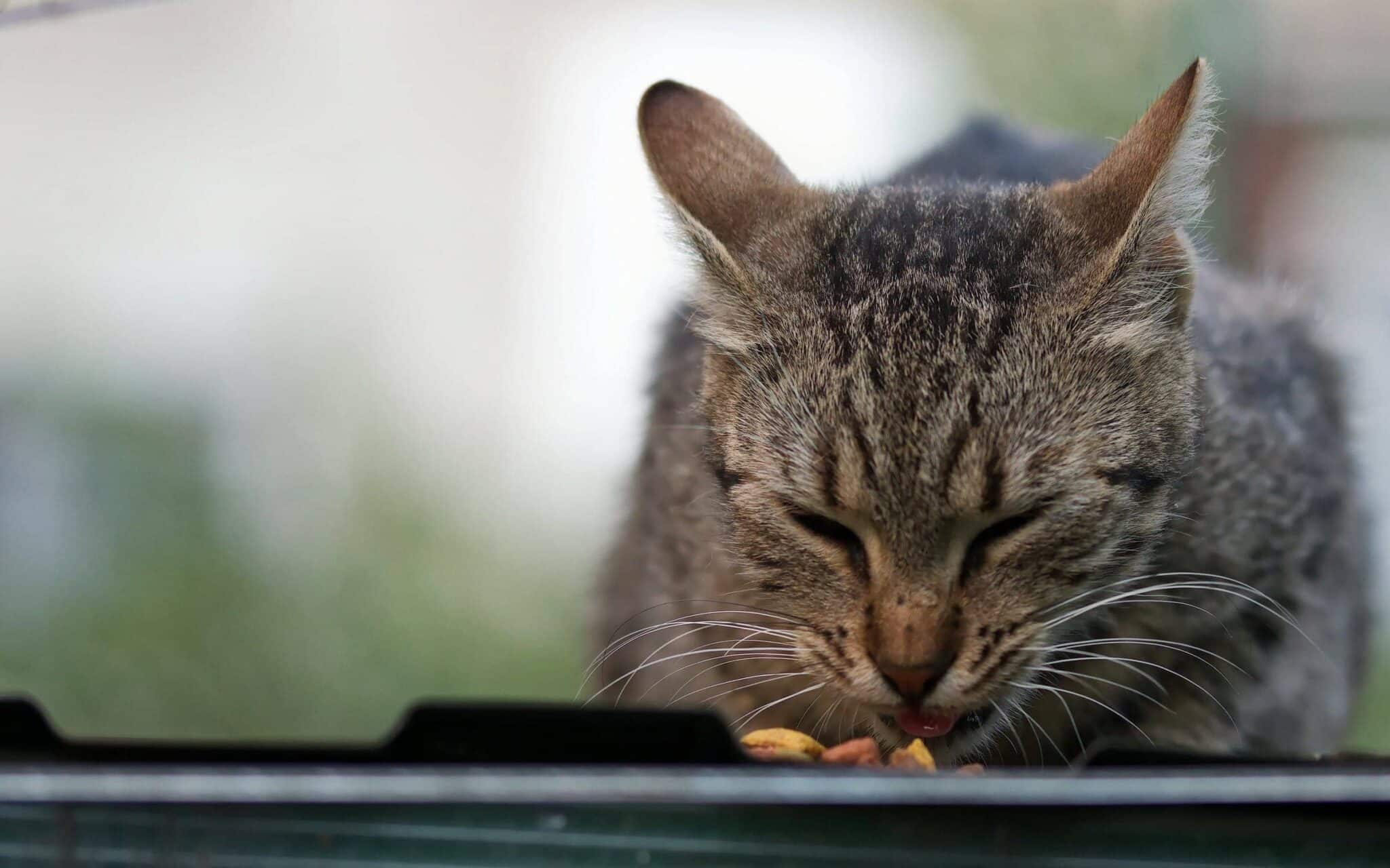 The 6 Best Freeze-Dried Cat Foods of 2026 - Vet-Verified Reviews & Top Picks