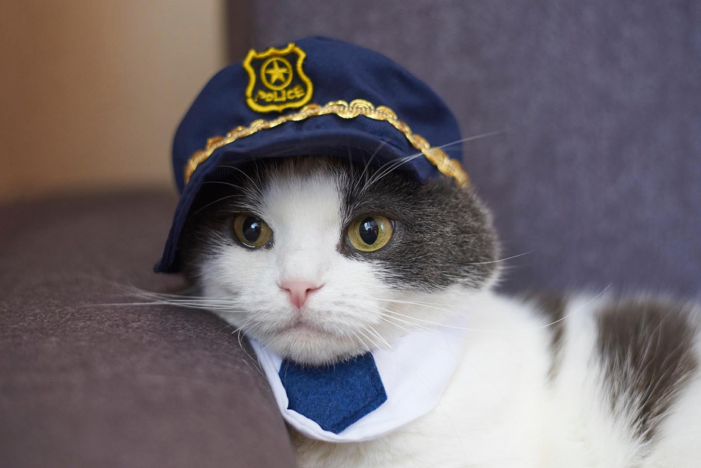 What Are Police Cats? 6 Common Questions Answered (Vet-Verified)