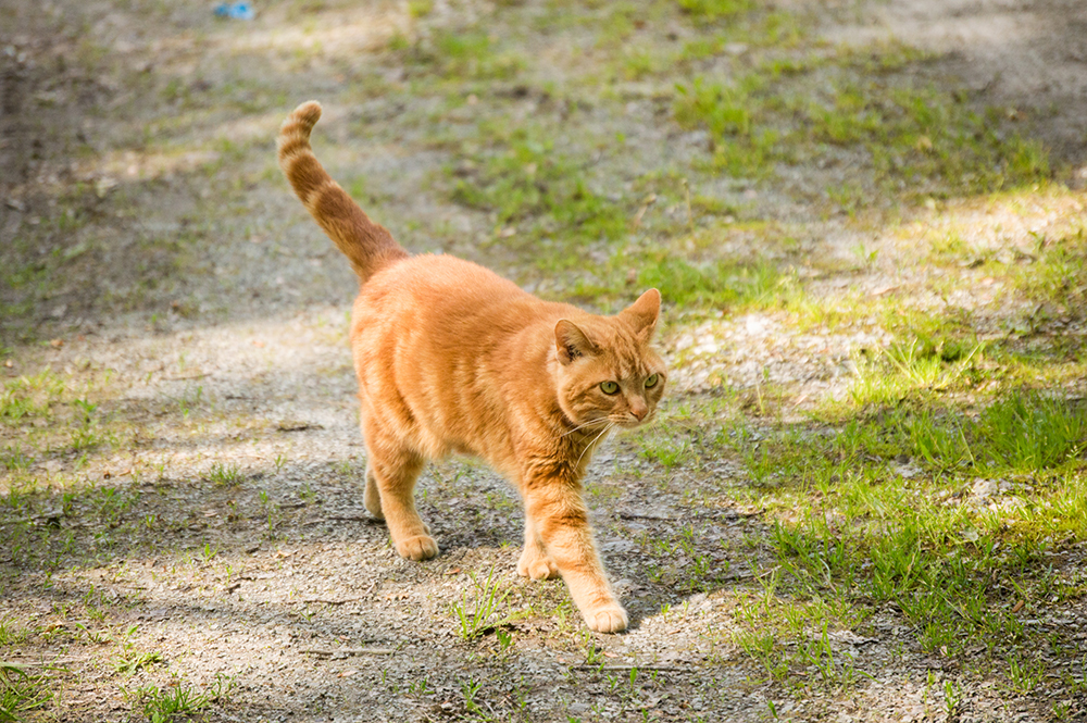 How Long Do Outdoor Cats Live?? Average Lifespan & Info