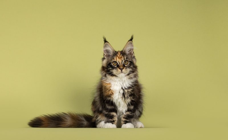 portrait of a tortie maine coon kitten