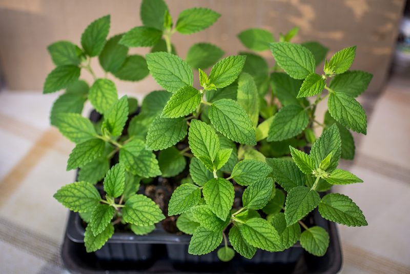 potted catnip plant