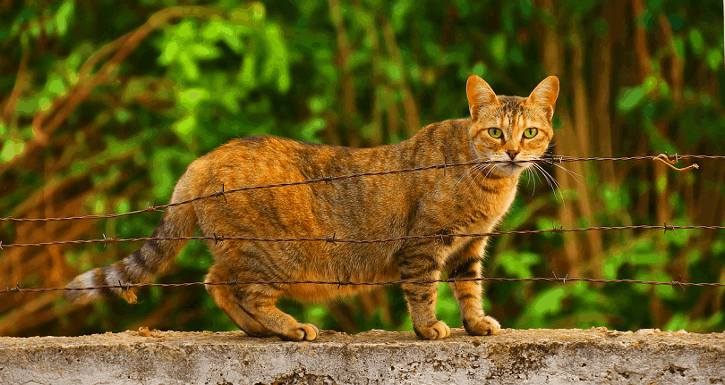 Can You Spay a Pregnant Cat? Vet-Reviewed Risks & Recommendations