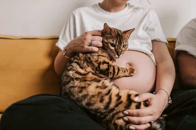 Why Is My Cat Extra Clingy When I'm Pregnant? 4 Vet Verified Reasons
