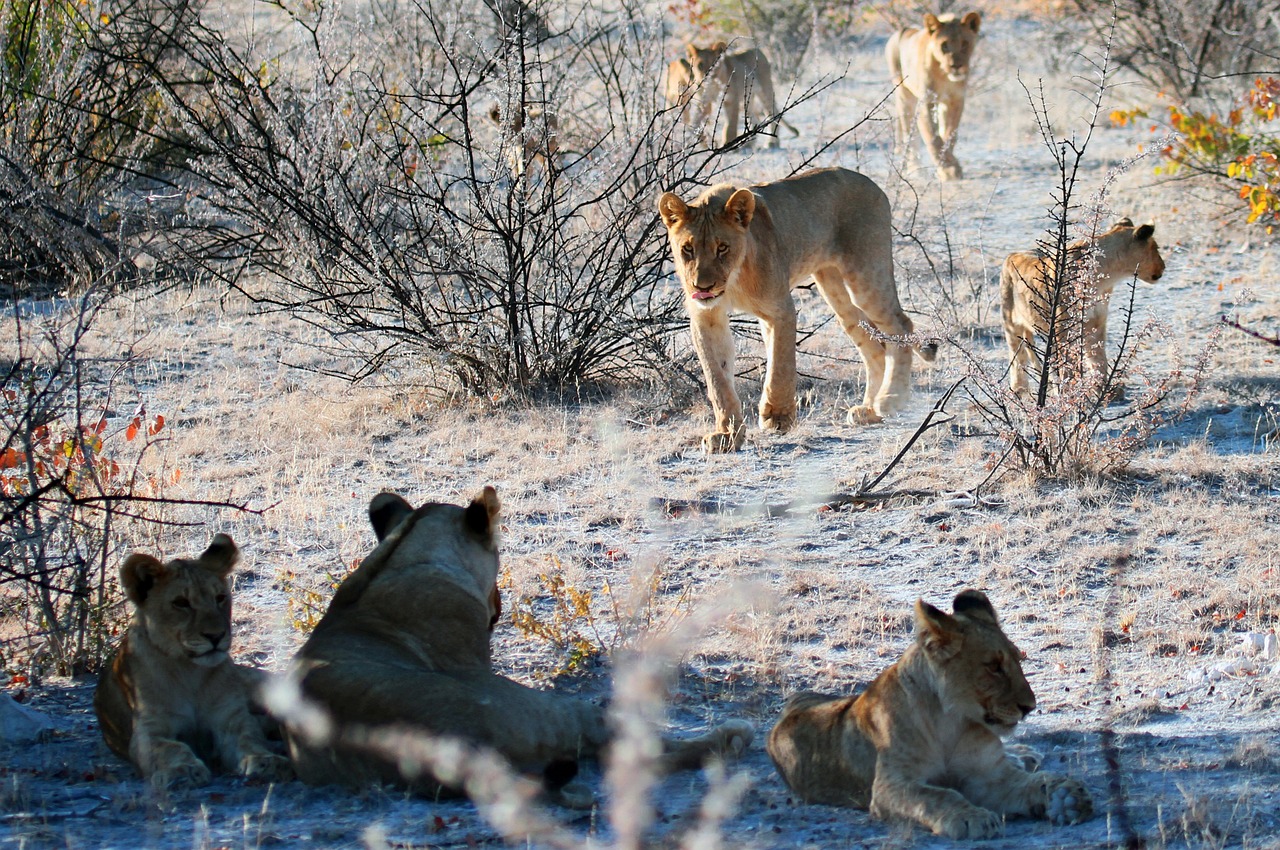 pride of lions