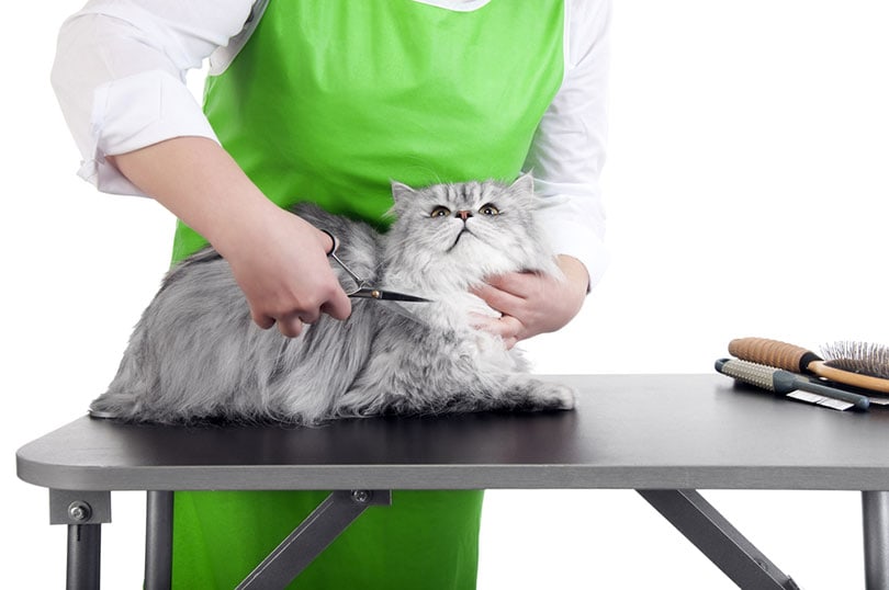 Do Cats Need Professional Groomers? Vet-Reviewed Cleaning Facts & Tips