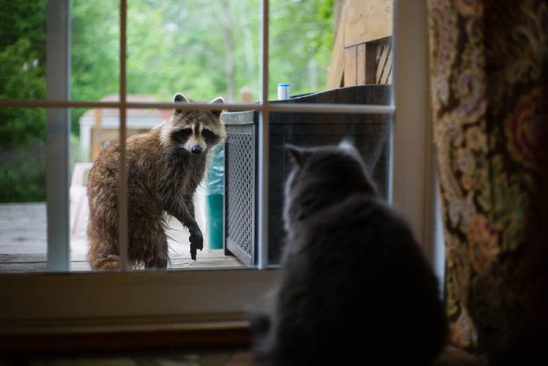Can Cats and Raccoons Mate? Vet-Reviewed Facts & FAQ