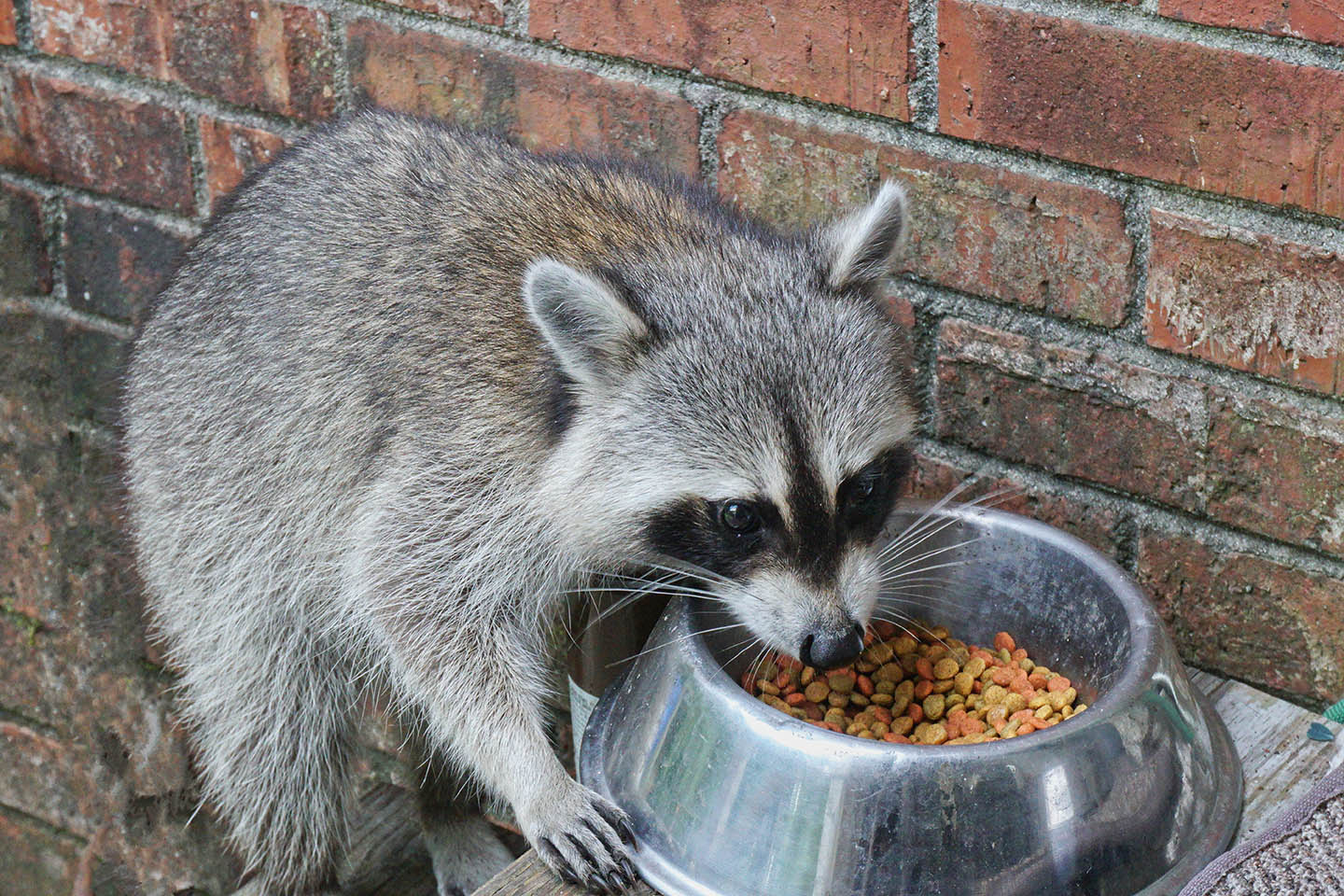 How to Keep Raccoons Out of Cat Food: 7 Vet-Verified Tips