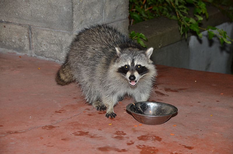 How to Get Rid of Raccoons But Not Feral Cats: 5 Humane Tips & Tricks