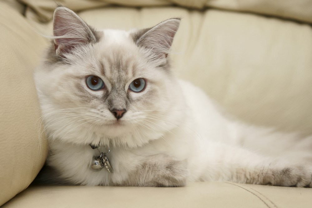 ragdoll 6 months old