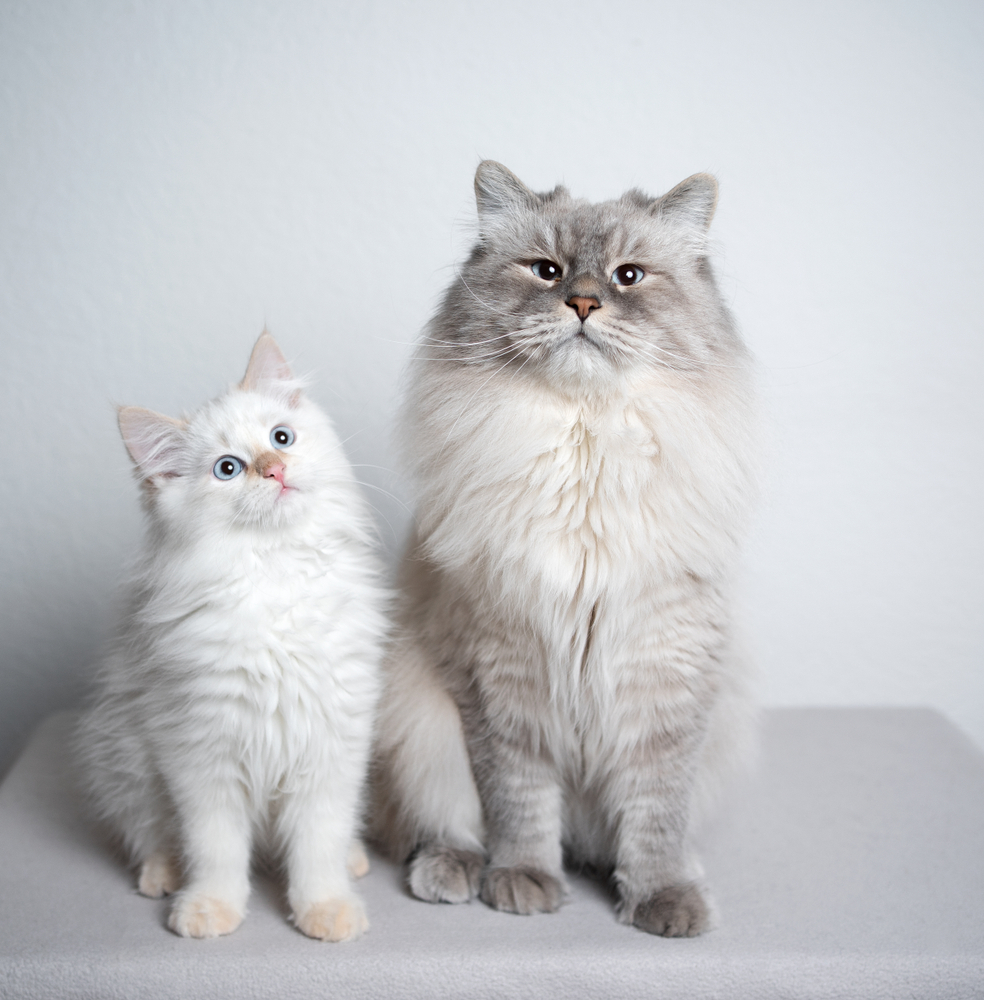 The Secret to Getting Your Cat to Love Your New Kitten