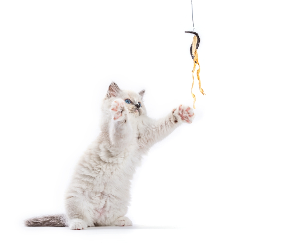 ragdoll cat kitten playing with catfish rod