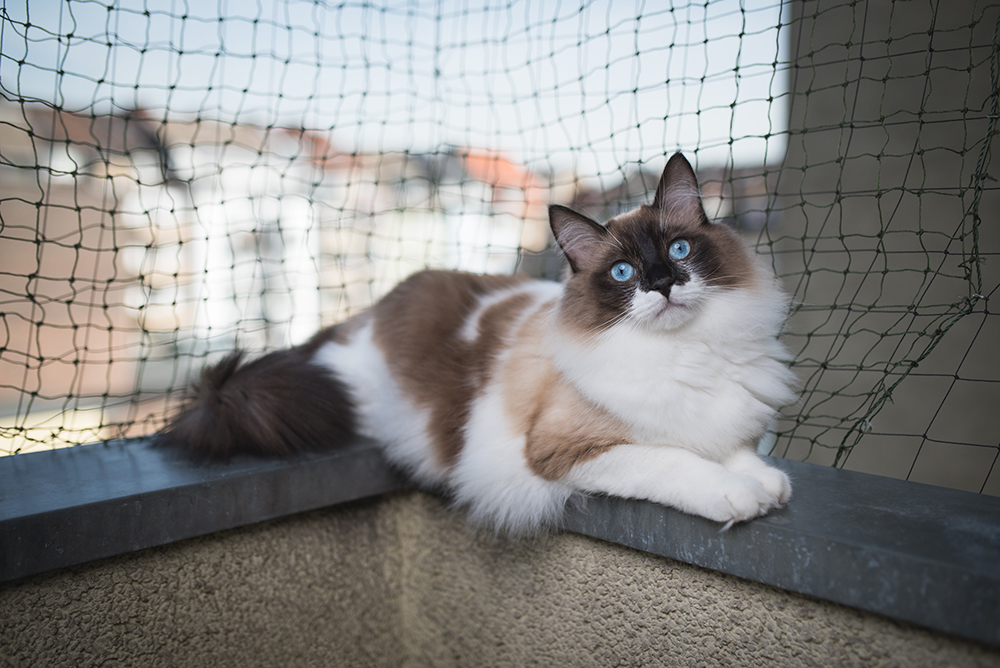 ragdoll cat lying in the edge of the balcony corner