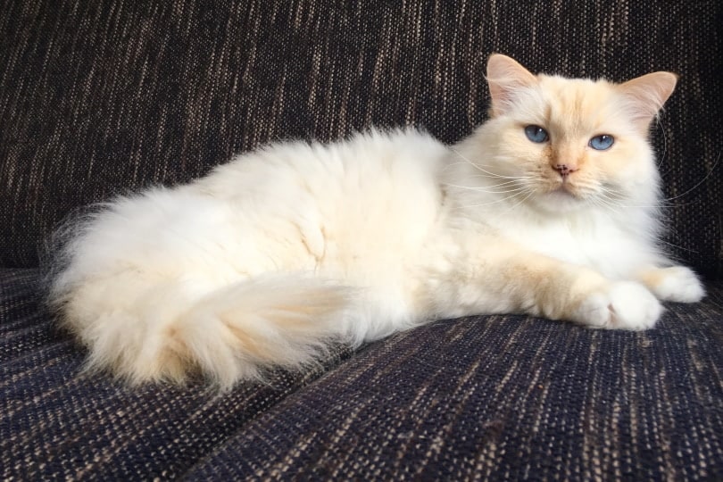What Do Cats Think About All Day? Facts & FAQ