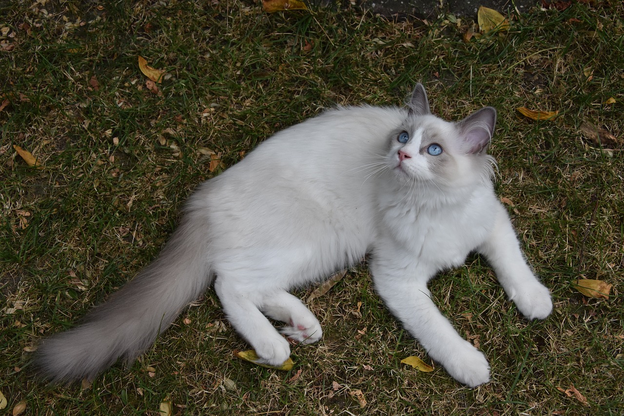 ragdoll cat lying on grass