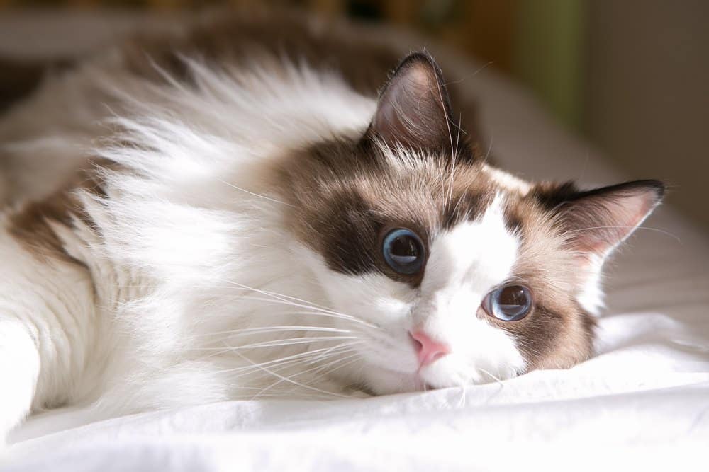 11 Amazing Ragdoll Cat Facts: Surprising Things You'll Love to Learn