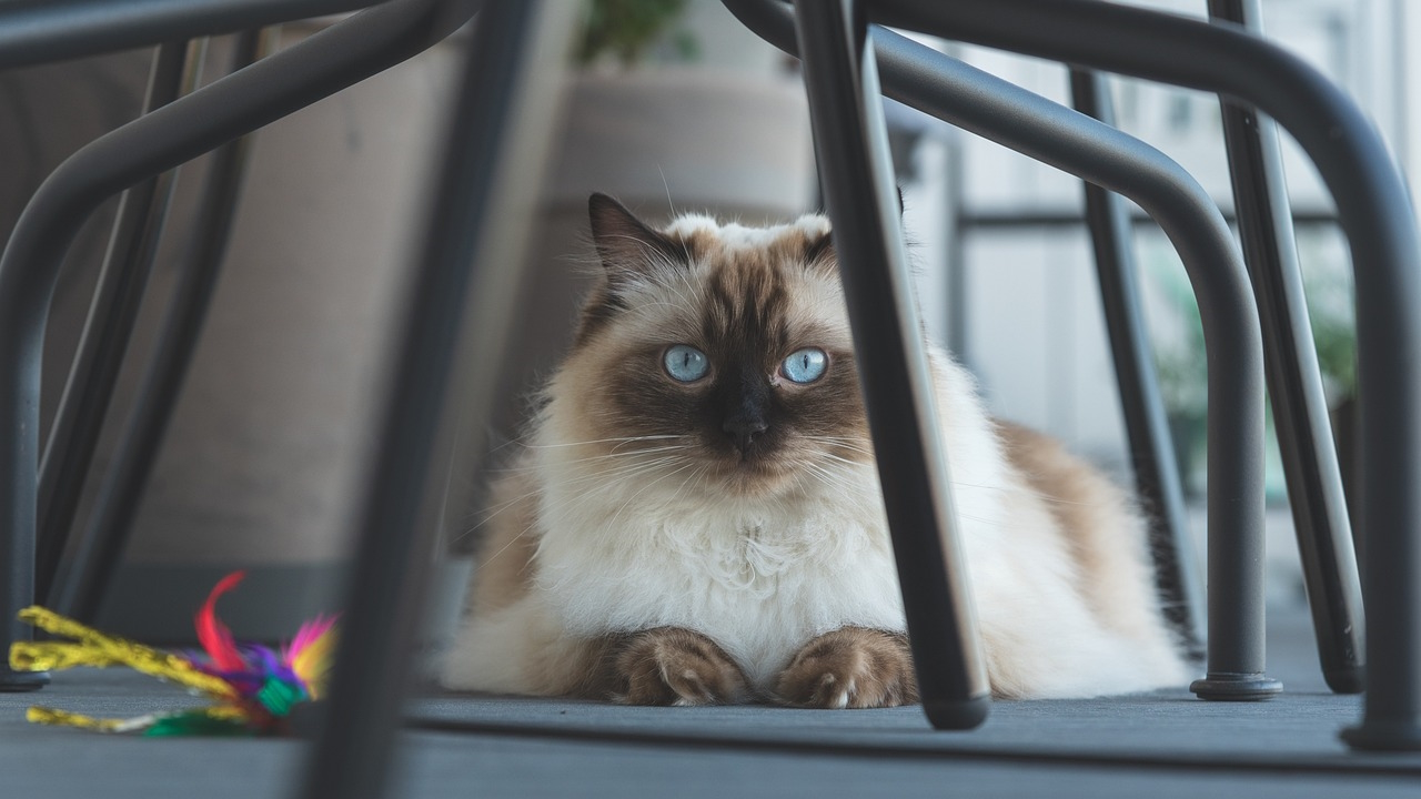 24 Types of Ragdoll Cat Colors & Patterns (With Pictures)