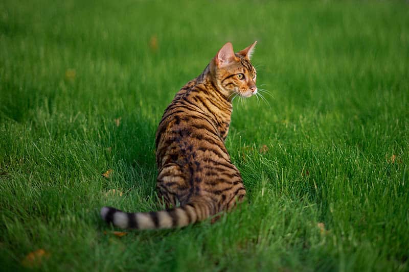 5 Beautiful Toyger Cat Colors (With Info & Pictures)
