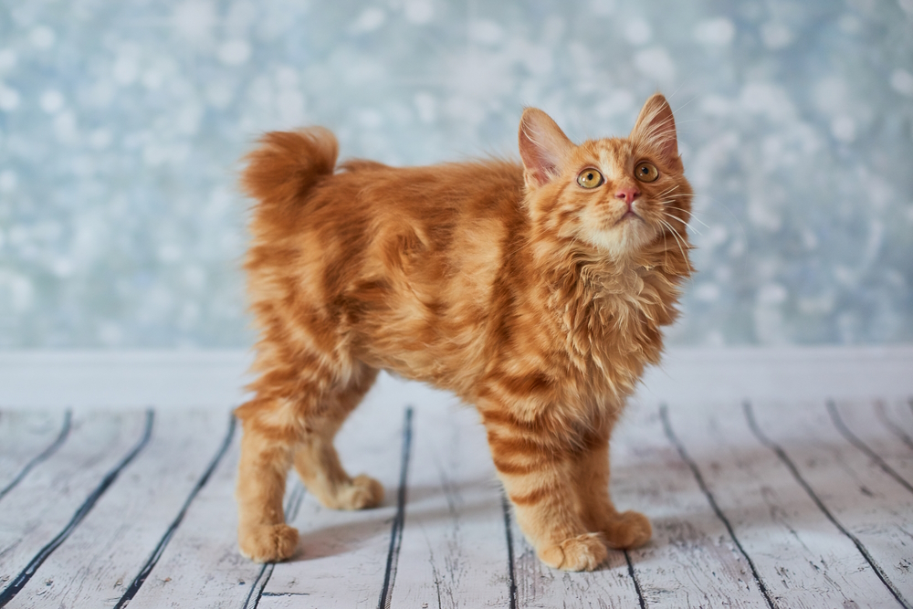 American Bobtail Cat Breed: Info, Pictures, Temperament & More
