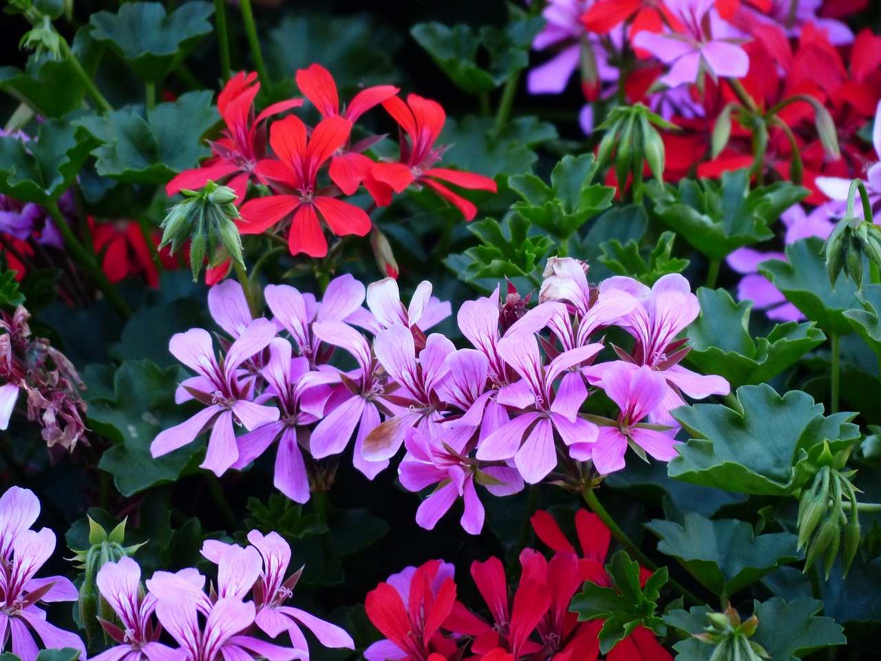 red and purple geranium flowers in a garden