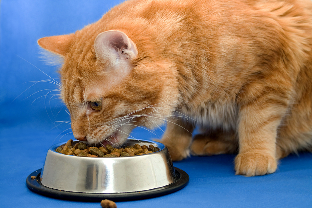 Diet for Cats With Cancer: Nutrition & Considerations (Vet Answer)