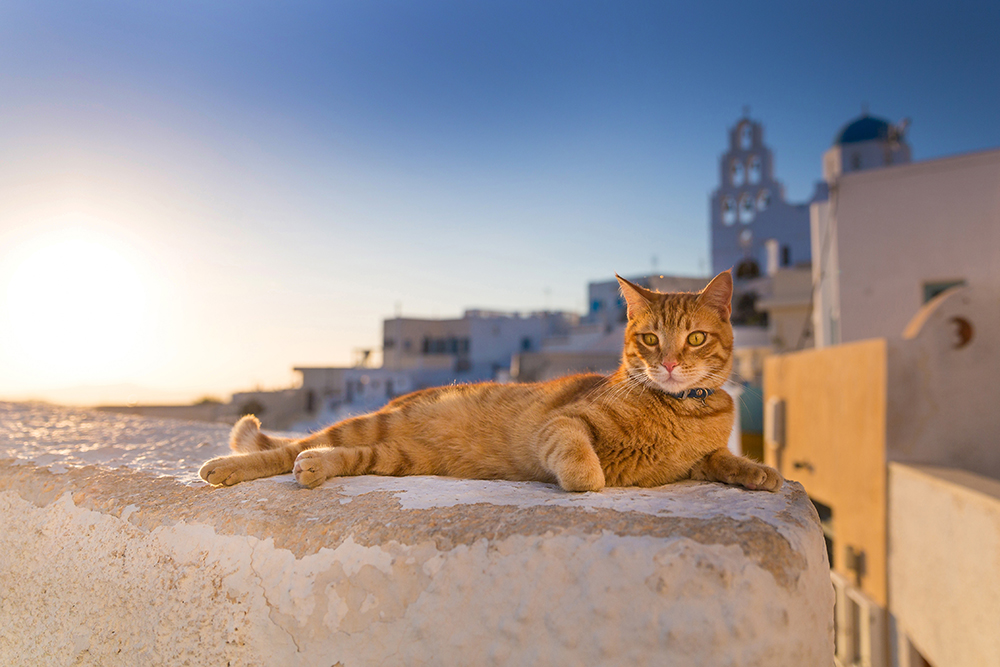 red cat lying on the wall in Santorini during sunset