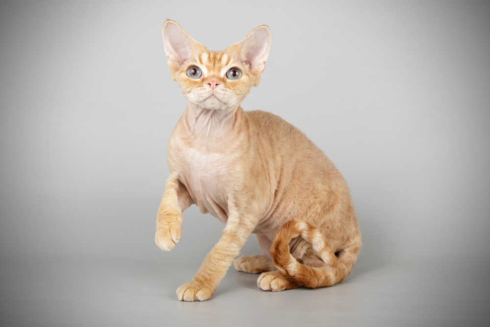 How Long Do Devon Rex Cats Live? Vet-Verified Facts & Data