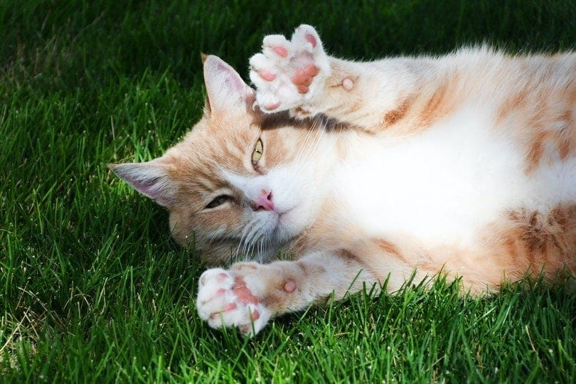Is It True That All Cats Have Webbed Feet? Vet Reviewed Facts & Uses