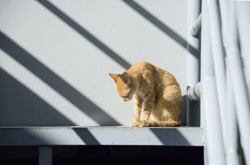 My Cat Wants to Be Alone All of a Sudden: 8 Vet Approved Reasons