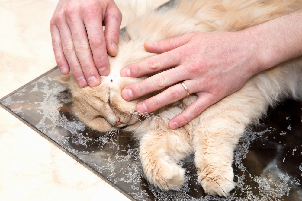 Bugs on Kittens: Our Vet Explains How to Protect Them From These Nasties