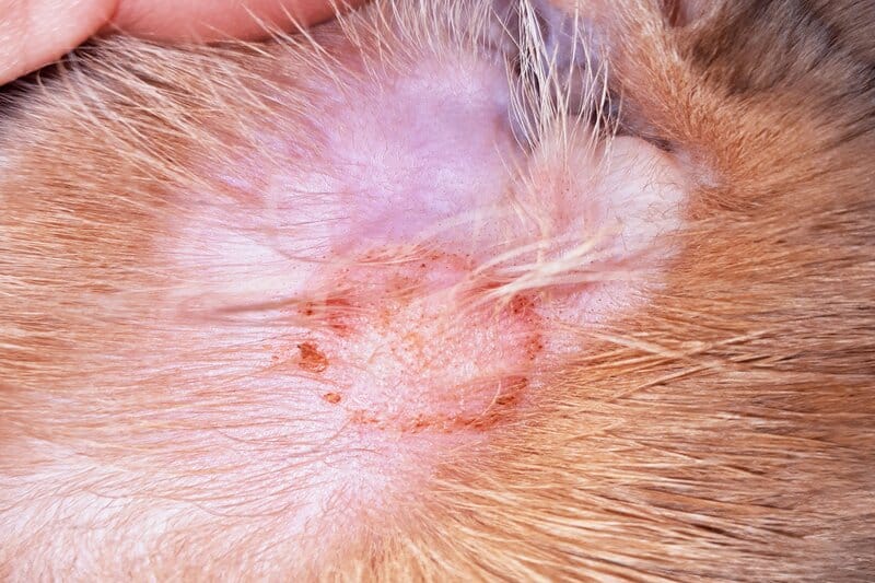 Can Indoor Cats Get Ringworm? Vet-Reviewed Signs, Causes, Diagnosis & Treatment