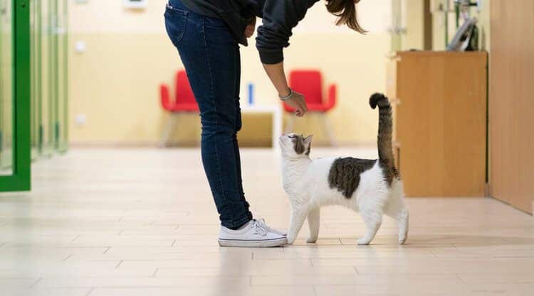 12 Important Questions to Ask When Adopting a Cat - Vet-Approved Tips & Advice