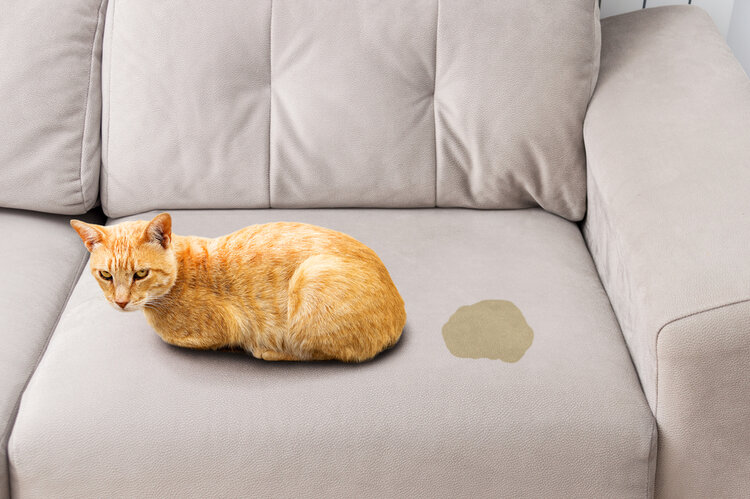 How to Remove Cat Pee Smell From a Couch: 5 Quick & Easy Tips