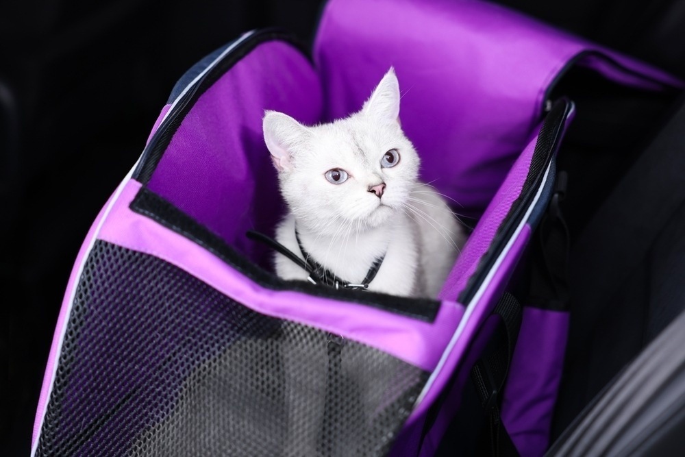 10 Best Cat Carriers in 2026 - Reviews & Top Picks