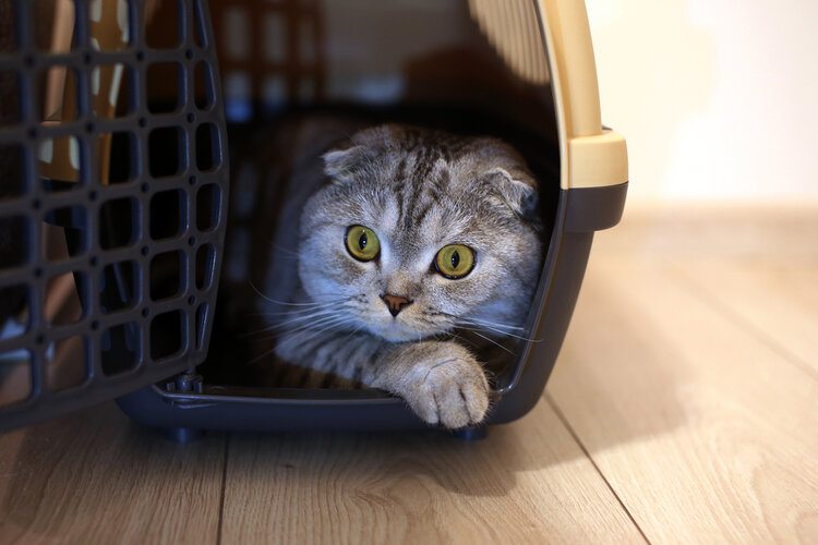 How to Get a Feral Cat Into a Carrier: 14 Expert Tips & Tricks