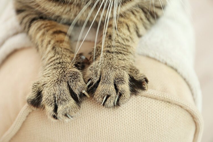 Why Do Cats Scratch Furniture? 3 Possible Reasons & Solutions