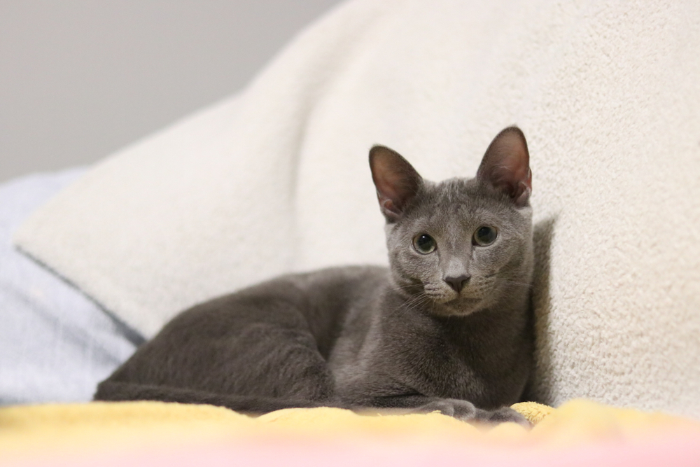 How to Tell If Your Cat Is Having a Seizure: 3 Vet Reviewed Signs to Look For