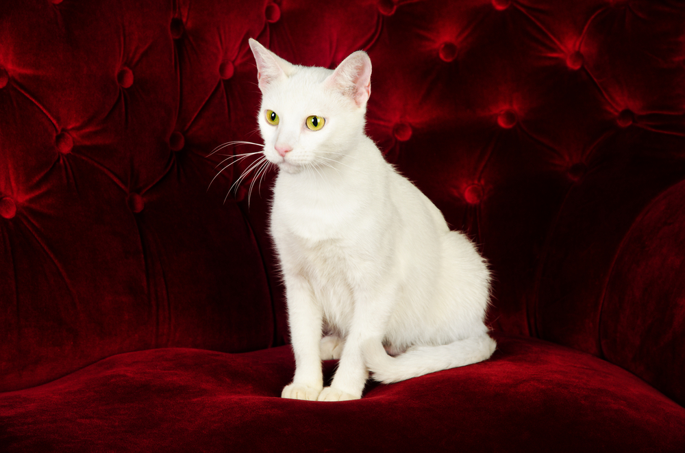 Russian White Cat Breed: Info, Pictures, Temperament & Traits